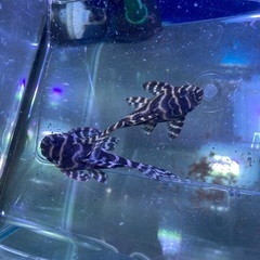 キンペコ 水槽 一式 プレコ
