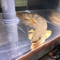 タンガニーカ湖 ワイルド個体 コンギクス 約29センチ