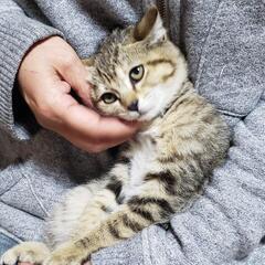 雰囲気ある 美猫セラ  キジシロ 人間大好き 2ヶ月