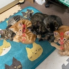 4月26日生まれの子猫