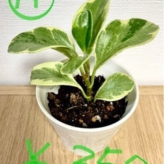 観葉植物2