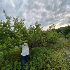 梅宇部市小野の山の中で収穫しました。
