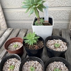 多肉種　クサンチ　観葉植物