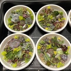 【多肉植物】寄せ植えセット　８セットあり