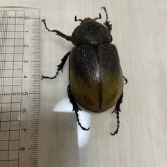 ヘラクレスレイディの中古が安い！激安で譲ります・無料であげます  