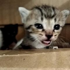 7月7日キジトラ子猫