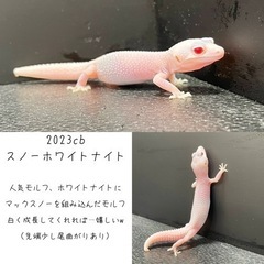 2023CBレオパードゲッコー（ヒョウモントカゲモドキ） - ペット