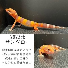 2023CBレオパードゲッコー（ヒョウモントカゲモドキ） - 地元のお店