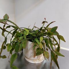 観葉植物　リプサリス　Rhipsalis Elliptica