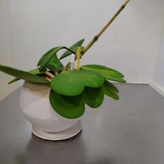 観葉植物　斑入りホヤ　Hoya Kerrii Reverse V...