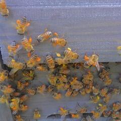 【ネット決済】ミツバチ/はち蜜/巣蜜/売ります。/蜜蝋はあげます。