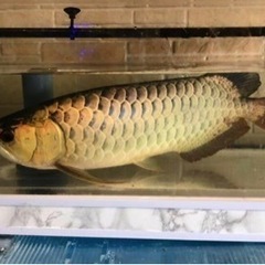 熱帯魚 50センチ 極美