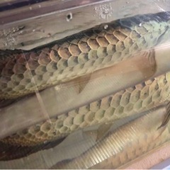 熱帯魚 50センチ 極美