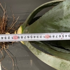 アガベ・アメリカーナ・ウィンテリアーナ