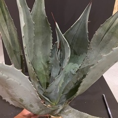 アガベ・アメリカーナ・ウィンテリアーナ