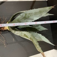 アガベ・アメリカーナ・ウィンテリアーナ