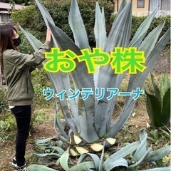 アガベ・アメリカーナ・ウィンテリアーナ