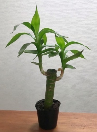 キングバンブー 観葉植物 植物苗 希少 大人気 ②