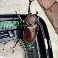 【成虫】カブトムシ  ♂♀ペア 