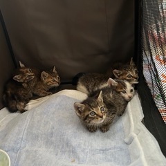 5匹の子猫(2匹里親決定)写真追加