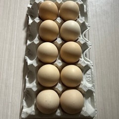 生卵　10個(京都産) 
