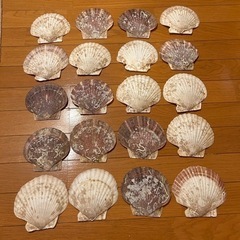 青森産 ホタテ  貝殻 20枚セット