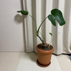 モンステラ　観葉植物　