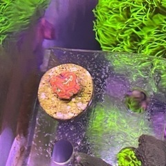 キクメイシ　サンゴ　海水　水槽　フラグ
