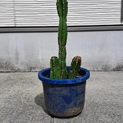 観葉植物サボテン🌵