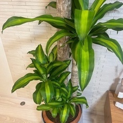 ドラセナ マッサンゲアナ(幸福の木) 10号鉢(観葉植物)