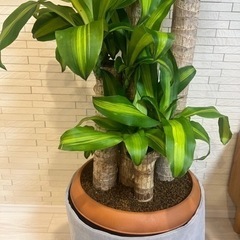 ドラセナ マッサンゲアナ(幸福の木) 10号鉢(観葉植物)