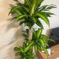 ドラセナ マッサンゲアナ(幸福の木) 10号鉢(観葉植物)