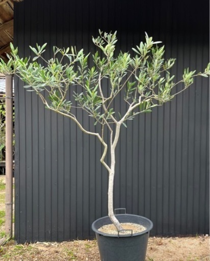 オリーブの木  美品   ーオリーブ オリーヴ シンボルツリー メインツリーー根鉢で30cmくらいのもですと