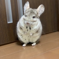 チンチラを愛情もって飼って頂ける方