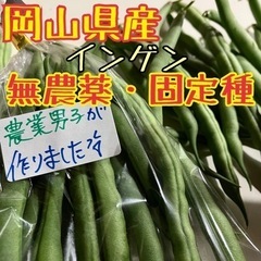 岡山県産 インゲン 500g 無農薬・固定種 野菜