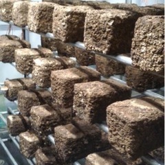 椎茸栽培で使用した、廃棄菌床をお譲りいたします（富山県黒部市・2...