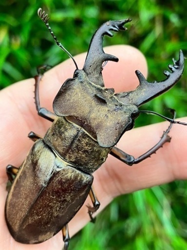 クワガタ・カブトムシ無人販売中 (Bio R&D) 横須賀のその他の中古  