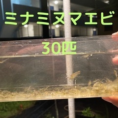 ミナミヌマエビ30ぴき