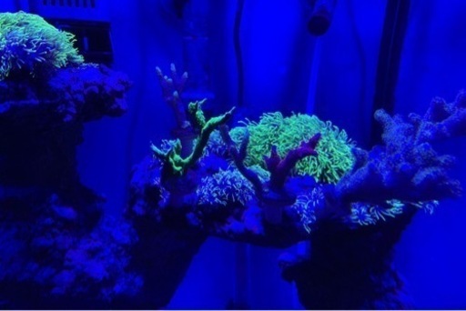 最終値下げ 海水水槽 フルセット 生体 サンゴ