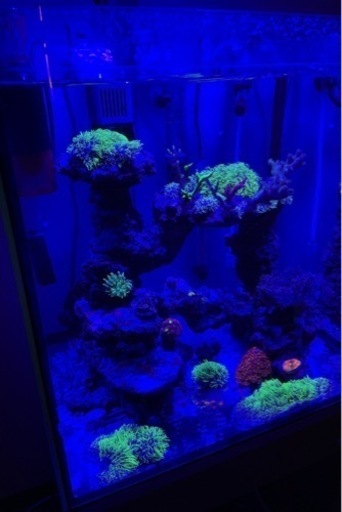 最終値下げ　海水水槽　フルセット　生体　サンゴ