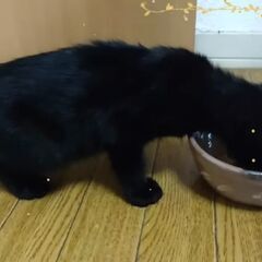 イケメン黒猫の『福助』くん☆ − 福岡県