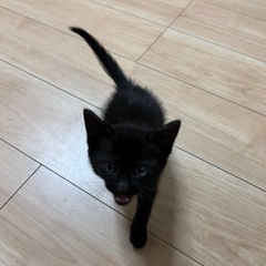 小柄な甘えん坊黒猫ちゃん　一時中断中