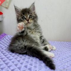 メインクーンの子猫　ブルーマッカレルタビーの画像