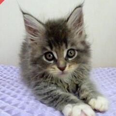メインクーンの子猫　ブルーマッカレルタビー - ペット