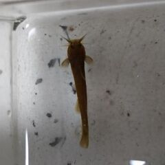 アカザの中古が安い！激安で譲ります・無料であげます｜ジモティー 