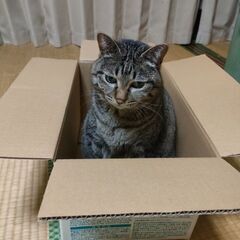 ✨里親決定🐱ありがとうございました✨の画像