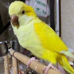 黄色のオキナインコを逃してしまいました。