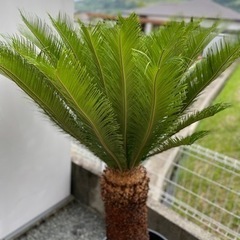 【取引完了】 ソテツ 蘇鉄大株 新葉 約1.8m 取引完了】 ソテツ 蘇鉄大株 新葉 約1.8m