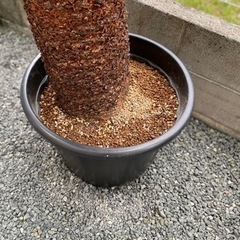 取引完了】 ソテツ 蘇鉄大株 新葉 約1.8m