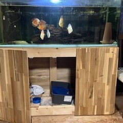 水槽、ディスカスセット　決まりました！